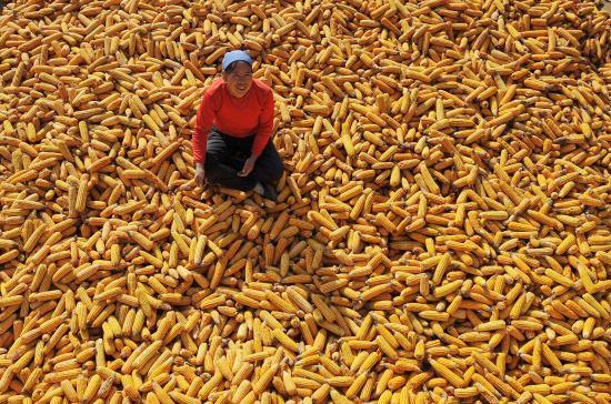 "   宁夏吴忠市红寺堡区农民在一家粮食收购点装运玉米(2009年12月26